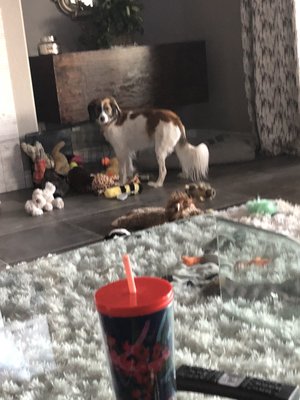 Long Term In your home care. - I will be traveling to Long Island for an extended period of time taking care of some adorable four legged friends. Long Term In your home care. - I will be traveling to Long Island for an extended period of time taking care of some adorable four legged friends.