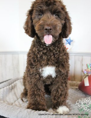 For Visiting - Alumni and Testimonials

Here at EllsWORTH Labradoodles, we LOVE our dogs and our puppies. When they go to their forever homes it is a bittersweet time for us. We are so happy for the love and adventures that they have ahead of them. Some of our puppies have grown to be therapy dogs and others to be beloved family members. After your puppy goes home with you, we will continue to be a life long resource for you and hope you enjoy your fantastic new family member. Here are a few pictures and letters from our alumni. Labradoodle puppies are some of the cutest puppies around!

Louis (formerly Nick)

Taking all of our dogs into consideration Louis is the best behaved puppy that we have ever had. Since we brought him home, he has only done "his business" outside and on command. He understands come and sit. Ellsworth Labradoodles, you have done an amazing job!!! Today we start training which may be easier than we thought. Louis is a love and we are in love.

 

And he sleeps through the night and does not even whimper and I mean from 10:00 P.M - 7:00A.M.

Vivien

We have had Vivien home now since late September.  She has chewed her share of shoes, paper, socks and toys.  She is a beautiful puppy with the sweetest disposition.  She has been very easy to house break and although we still use her crate she is allowed to sleep in our bed with us each night and we have never had an issue.  Her one vice is chewing and believe me we have toys and bully sticks all over the house.  She loves to play fetch and is quite social with other dogs.  Since we both work she goes to puppy daycare at least once a week when we have our long clinic days and can’t get home.  We are pleased that she rarely barks unless she needs to go outside, and never at strangers or other dogs.  We love to walk although the cold winter weather has stopped us the last week or so.  She absolutely loves the snow, she rolls around like she is making snow angels.  We are just crazy about her and so grateful for the wonderful care she received in your home giving her a healthy start in life.  

 

I have attached photos of Vivien taken in our home this past week so you can see what a beautiful girl she has become. 

Stanley

I just want you to know that I LOVE my dog!!! He is the most amazing sweet boy. I can't believe he is 3 today. You have no idea how many people want to know where I got him because they want one just like him. Thank you for him.

Scooter

Scooter has been a great addition to our family.  He is doing well and getting big.  He is pretty well house trained.  Every once in a while he will have an accident in the house.  He loves to go on walks and play in the snow.  We currently are attending the intermediate puppy school class through Petsmart.  He is responding very well to new commands and tasks. My kids adore Scooter.  We take him everywhere we can.  We lost our yellow lab which we had for 14 years last month.  Having Scooter was a blessing during this tough time.   

Mirhabelle

 We've sure enjoyed her.  Jeff often asks how I picked such a great puppy.  She is perfect for our family.  I have tons of photos, I'll send them along.  :)