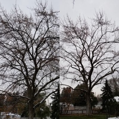Tree Pruning Spokane - Various Pictures of tree pruning that we have done in Spokane. Where we use a bucket truck or a climber with a saddle and rope, we can maintain your trees for beauty, health, and safety. Tree Pruning Spokane - Various Pictures of tree pruning that we have done in Spokane. Where we use a bucket truck or a climber with a saddle and rope, we can maintain your trees for beauty, health, and safety.