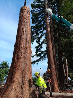 Walmart Sequoia - After living among these giants for two years, the arborist from Tree Talk Arbor made contact with the manager of Walmart once they started to look sick. It turns out they were not left enough soil space to remain healthy after the construction of their parking lot was finished. The trees went into decline almost immediately. Several years later a few had to be removed for public safety: I will commend Walmart for taking extra measures to not only remove the sick ones and make their lot more safe for the public but they also took the extra step of making soil improvements in hopes of saving the remaining Sequoia. Tree talk was proud to handle this project that required such a high level of safety for the very busy parking lot as well as conducting operations as technical as these without a single hitch. Job well done! Walmart Sequoia - After living among these giants for two years, the arborist from Tree Talk Arbor made contact with the manager of Walmart once they started to look sick. It turns out they were not left enough soil space to remain healthy after the construction of their parking lot was finished. The trees went into decline almost immediately. Several years later a few had to be removed for public safety: I will commend Walmart for taking extra measures to not only remove the sick ones and make their lot more safe for the public but they also took the extra step of making soil improvements in hopes of saving the remaining Sequoia. Tree talk was proud to handle this project that required such a high level of safety for the very busy parking lot as well as conducting operations as technical as these without a single hitch. Job well done!