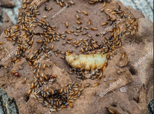 Termite Treatments-Is fumigation effective for termites? - Is fumigation effective for termites?
Fumigation is an effective treatment technique however, it's not a prevention method. Fumigation controls drywood termite colonies that are active at the time of treatment, but offers no protection against future colonies. Termite Treatments-Is fumigation effective for termites? - Is fumigation effective for termites?
Fumigation is an effective treatment technique however, it's not a prevention method. Fumigation controls drywood termite colonies that are active at the time of treatment, but offers no protection against future colonies.
