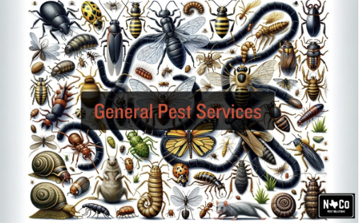 General Pest Control - Introducing No Contract Pest Control, your trusted partner in effective and hassle-free pest control services. From the tiniest critters to the most persistent bugs, our team of experts has got you covered. With our comprehensive pest control solutions, we ensure a pest-free environment for your home or business. Say goodbye to those unwanted guests and hello to peace of mind. No Contract Pest Control – No Contract, No Hassle. General Pest Control - Introducing No Contract Pest Control, your trusted partner in effective and hassle-free pest control services. From the tiniest critters to the most persistent bugs, our team of experts has got you covered. With our comprehensive pest control solutions, we ensure a pest-free environment for your home or business. Say goodbye to those unwanted guests and hello to peace of mind. No Contract Pest Control – No Contract, No Hassle.