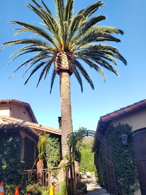 PRUNED TREES   MENLO PARK CA. - Call us for a free estimate
