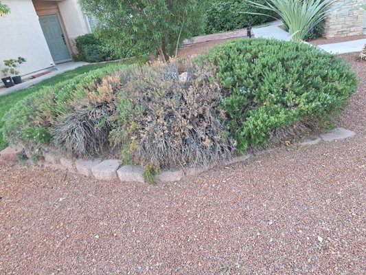 plant installation - We offer excellent service and a 2-month guarantee when planting new shrubs. plant installation - We offer excellent service and a 2-month guarantee when planting new shrubs.