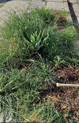 Providing you with curbside appeal - When walking past your home, you want it to look nice, and that’s what we provide a smiley face for those amazing walkers and there fury friends