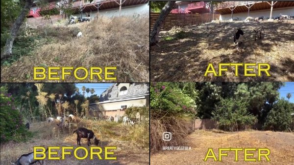 Brush Clearance & Backyard Grazing - Two of our extremely successful grazing gigs - each took 3 total days! We brought in our full herd of 21 goats and 4 sheep and left our clients' yards with a blank slate! Perfect for them to achieve their outdoor living space dreams! Keep reading for WHY goats/sheep are the best solution for your property! Our quotes are FREE and include a plant survey. We can put in fencing if needed.
Why Goats & Sheep?
1. Eco-Friendly - no gasoline, no pesticides, no poisons
2. Quiet & Peaceful - no loud machinery
3. Traditional Methods (like weed-whacking) spread seeds making your problem worse. Seeds pass through the goats and can't grow.
4. No Raking or Disposal Fees
5. Difficult Terrain - Goats can handle hillsides with ease
6. Improve Your Soil - goats grind fallen vegetation and their nutrient-dense manure into the top soil
7. Learn Animal Husbandry - our animals are well socialized, sweet, and safe around people of all ages. You can interact with them as much as you'd like. They are YOUR HERD!
8. Clean Slate - our herd leaves you with cleared land so you can fulfill your dreams! Brush Clearance & Backyard Grazing - Two of our extremely successful grazing gigs - each took 3 total days! We brought in our full herd of 21 goats and 4 sheep and left our clients' yards with a blank slate! Perfect for them to achieve their outdoor living space dreams! Keep reading for WHY goats/sheep are the best solution for your property! Our quotes are FREE and include a plant survey. We can put in fencing if needed.
Why Goats & Sheep?
1. Eco-Friendly - no gasoline, no pesticides, no poisons
2. Quiet & Peaceful - no loud machinery
3. Traditional Methods (like weed-whacking) spread seeds making your problem worse. Seeds pass through the goats and can't grow.
4. No Raking or Disposal Fees
5. Difficult Terrain - Goats can handle hillsides with ease
6. Improve Your Soil - goats grind fallen vegetation and their nutrient-dense manure into the top soil
7. Learn Animal Husbandry - our animals are well socialized, sweet, and safe around people of all ages. You can interact with them as much as you'd like. They are YOUR HERD!
8. Clean Slate - our herd leaves you with cleared land so you can fulfill your dreams!