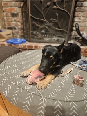 Diesel - This handsome guy has come to me for some no biting training.  He love the taste of his owners as much as his food.  This is normal puppy stuff.  He is learning to redirect his mouthy tendency to a toy rather than legs.