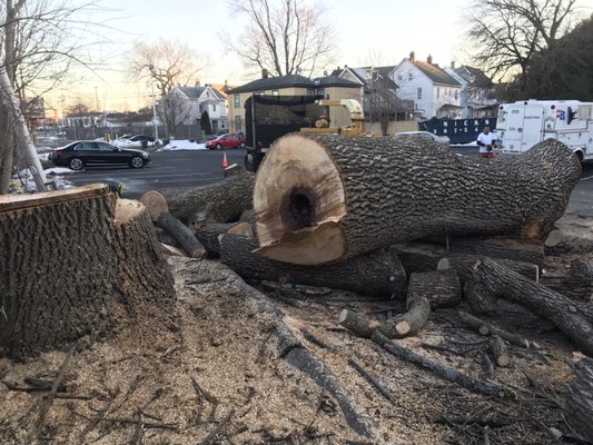 Big death ash removal - This tree was in the parking lot and the other side a play ground