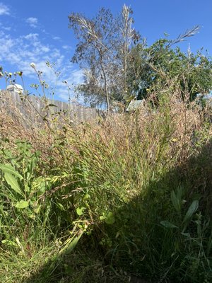 Live Oak backyard Overgrown weeds cleanup - Rental house in Live Oak needed a cleanup before new tenants moved in Live Oak backyard Overgrown weeds cleanup - Rental house in Live Oak needed a cleanup before new tenants moved in