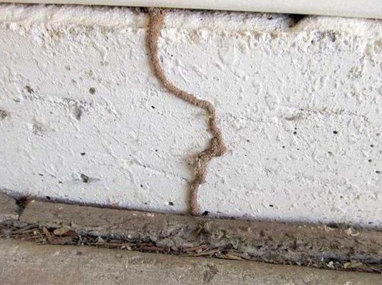 Termite treatments - Inside your home or business, there are all kinds of cracks and crevices where pests can hide. Once we eliminate the pests, we will treat all of those areas to ensure that pests won’t return. The initial treatment will eliminate the existing pests while subsequent treatments will help prevent a re-infestation. Termite treatments - Inside your home or business, there are all kinds of cracks and crevices where pests can hide. Once we eliminate the pests, we will treat all of those areas to ensure that pests won’t return. The initial treatment will eliminate the existing pests while subsequent treatments will help prevent a re-infestation.