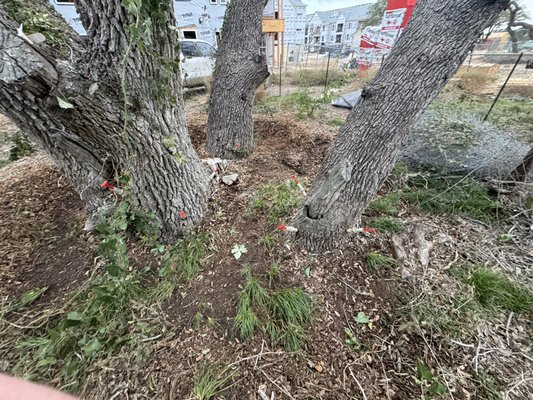 Expert Oak Wilt Treatment - Protect your trees with Austin’s top-rated team. Specializing in oak wilt, property cleanup, and more. Call Box Tree Care for expert service today! Expert Oak Wilt Treatment - Protect your trees with Austin’s top-rated team. Specializing in oak wilt, property cleanup, and more. Call Box Tree Care for expert service today!