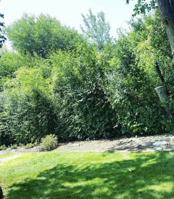 Elm Storm Damage - This Elm tree came down during a storm. Our team was quick to the scene to remove the broken tree.
