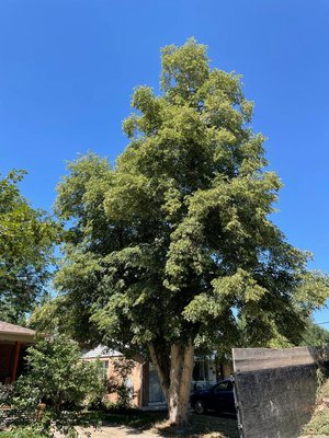 Tree removal - We were did a clean up tree trimming. Tree removal - We were did a clean up tree trimming.