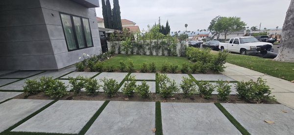 Complete Front and Backyard Landscape Makeover - This Burbank home went through a full landscape transformation. We installed a complete irrigation system, planted over 100 podocarpuse and nearly 30 boxwoods in the front yard for structure and symmetry, as well as three fruit trees and 10 white roses, managed and leveled the soil across the entire property, and finished with fresh Bermuda sod in the front yard, backyard, and sidewalk strips. The result is a clean, lush, and low-maintenance outdoor space designed to thrive. Complete Front and Backyard Landscape Makeover - This Burbank home went through a full landscape transformation. We installed a complete irrigation system, planted over 100 podocarpuse and nearly 30 boxwoods in the front yard for structure and symmetry, as well as three fruit trees and 10 white roses, managed and leveled the soil across the entire property, and finished with fresh Bermuda sod in the front yard, backyard, and sidewalk strips. The result is a clean, lush, and low-maintenance outdoor space designed to thrive.