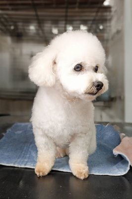 Bath-Tidy Service - Standard Long Haired Breeds (e.g. Yorkies, Shih Tzus, Schnauzers, etc) - Bath-tidy services on long haired, single-coated breeds includes:
Bath, blow-dry, ear cleaning, nail trim, anal glans (upon request), brushing and a tidy trim around the face, feet, and sanitary areas
** Recommend for maintenance in-between regular haircuts. Not available to dogs who exceed our dematting threshold Bath-Tidy Service - Standard Long Haired Breeds (e.g. Yorkies, Shih Tzus, Schnauzers, etc) - Bath-tidy services on long haired, single-coated breeds includes:
Bath, blow-dry, ear cleaning, nail trim, anal glans (upon request), brushing and a tidy trim around the face, feet, and sanitary areas
** Recommend for maintenance in-between regular haircuts. Not available to dogs who exceed our dematting threshold