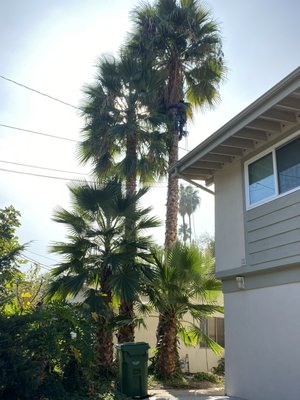 Tree service - we offer tree service weather tree is small or big we get it done the right way give us a call or text for you’re next tree service