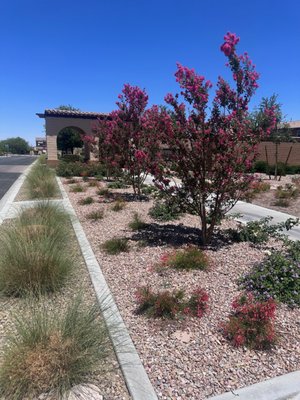 Xeriscape Conversion - Before and after pictures of a completed xeriscape conversion, with a 3 months update progress of plant material.