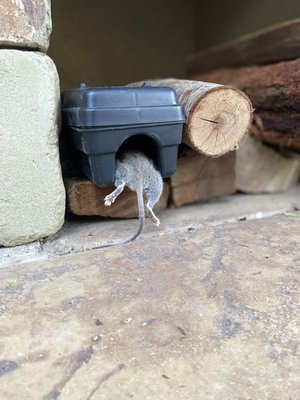 Rodent Control Services - We offer a wide range of services including one-time along with recurring services. We have many frequency options to ensure the best service and option for any customer.