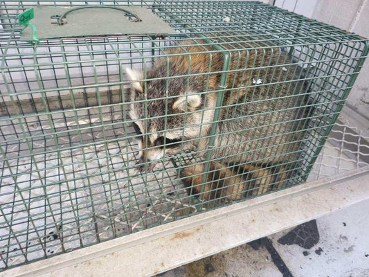 Raccoons in attic - Client had Raccoons entering their attic and making it a home. We removed a total of 3 Raccoons and sealed up the entry way so no Raccoons can enter again