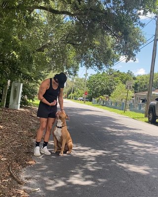 7 day board and Train - Recommended for pups that need basic obedience and a structured routine. 7 day board and Train - Recommended for pups that need basic obedience and a structured routine.