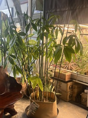 Money Tree - We received this beautiful Money Tree from a friend at the end of May 2023. After giving the plant a top dress once a month with such products as the Royal Gold Crown Jewels and some of our recommended supplements such as Floramax’s Organabud (organic liquid kelp) we were able to see some major development. It’s gonna be time to transplant her again soon and we will post some new updates. Money Tree - We received this beautiful Money Tree from a friend at the end of May 2023. After giving the plant a top dress once a month with such products as the Royal Gold Crown Jewels and some of our recommended supplements such as Floramax’s Organabud (organic liquid kelp) we were able to see some major development. It’s gonna be time to transplant her again soon and we will post some new updates.