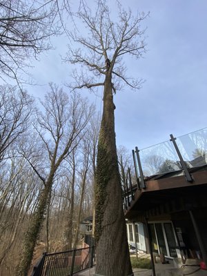 Tree Removal - Challenge tree removal project.