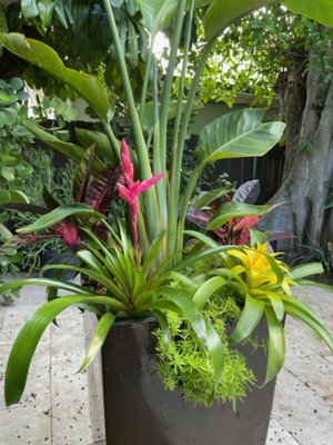 Affordable Tropical Planters - Our client wanted a splash of color for their front patio, but had a smaller budget. We used fiberglass planters and stuffed them with bright, happy and colorful tropical plants which we change out every season. Affordable Tropical Planters - Our client wanted a splash of color for their front patio, but had a smaller budget. We used fiberglass planters and stuffed them with bright, happy and colorful tropical plants which we change out every season.