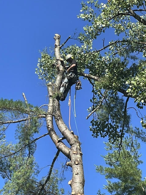 Tree Services - JCC Tree is a locally owned and operated tree service company in Vernon, VT, specializing in hazardous tree removal, expert pruning, land clearing, and firewood. Certified professionals ensure quality results and are available for consultations by appointment. Open 24/7, JCC Tree accepts credit cards, Zelle, and Venmo for your convenience. Contact them today for a free quote at 508-864-0572 Tree Services - JCC Tree is a locally owned and operated tree service company in Vernon, VT, specializing in hazardous tree removal, expert pruning, land clearing, and firewood. Certified professionals ensure quality results and are available for consultations by appointment. Open 24/7, JCC Tree accepts credit cards, Zelle, and Venmo for your convenience. Contact them today for a free quote at 508-864-0572