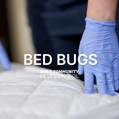 Eco-Freindly Bed Bug Treatment - Call NOW for the best pest control company in the city with our eco friendly bed bug treatment. IN business for 38 years! Eco-Freindly Bed Bug Treatment - Call NOW for the best pest control company in the city with our eco friendly bed bug treatment. IN business for 38 years!