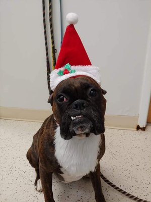 Tundra and Y.J.'s Doggie Daycare Days - Tundra and YJ love their weekly rides to doggie daycare! Tundra and Y.J.'s Doggie Daycare Days - Tundra and YJ love their weekly rides to doggie daycare!