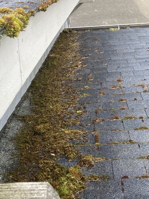 Roof cleaning services. - This was a very beautiful home that had a very mossy roof with clogged up gutters and in these photos we performed our roof cleaning skills. There is a video on Facebook showing our performance of roof cleaning and gutter cleaning and repair skills.Search us up It’s Washington’s greatest services book with us. Because you deserve the best. Roof cleaning services. - This was a very beautiful home that had a very mossy roof with clogged up gutters and in these photos we performed our roof cleaning skills. There is a video on Facebook showing our performance of roof cleaning and gutter cleaning and repair skills.Search us up It’s Washington’s greatest services book with us. Because you deserve the best.