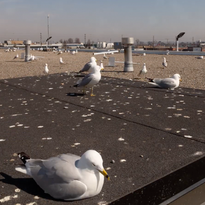 Bird Control & Exclusion - Birds can be welcome outdoors, but nesting and roosting around a building can quickly become a property concern. Pest birds such as pigeons, sparrows, and starlings may gather on rooftops, ledges, signs, vents, eaves, and other structures where they can find shelter or suitable nesting areas. Droppings, nesting materials, noise, and repeated activity can create ongoing maintenance and sanitation challenges.

Orkin Canada provides professional bird control and exclusion services to help businesses and property owners address unwanted bird activity. Effective bird control starts with understanding where birds are nesting or roosting, how they are accessing the property, and what conditions may be encouraging them to return.

Depending on the situation, professional bird control may involve exclusion measures, deterrents, habitat modifications, or other strategies designed to make problem areas less attractive to birds. Solutions are tailored to the property and the type and extent of bird activity.

By addressing access points and conditions that encourage recurring activity, professional bird control can help manage existing bird concerns while reducing the likelihood of continued nesting and roosting around your property.

Concerned about unwanted bird activity? Contact our team to discuss your bird control and exclusion needs and find the right solution for your property.