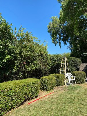 Lawn Maintenance - Lawn Maintenance