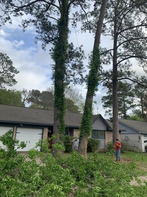 Tree Removal with Stump Grinding - Recent job completed by our team! This client had old trees that were constantly causing issues for them in their front yard. We came in and removed the trees and removed all their stumps. To learn more, please give us a call! Tree Removal with Stump Grinding - Recent job completed by our team! This client had old trees that were constantly causing issues for them in their front yard. We came in and removed the trees and removed all their stumps. To learn more, please give us a call!