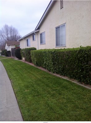 House Maintenance - In this house the client cut his own garden, but due to lack of time, he hired me to continue with the maintenance of his home