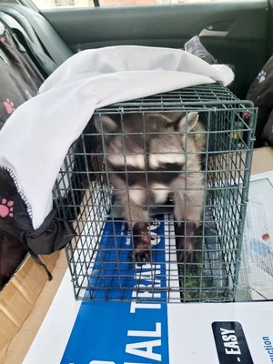 Racoon Evictions - 3 raccoons living under a boat deck. set traps and caught them within a couple days