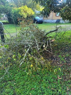 Orange Tree Removal. - Take down and removal of large Orange tree in Jacksonville