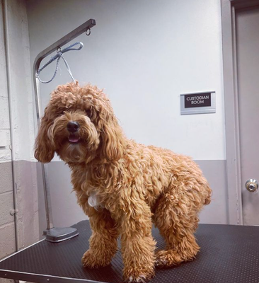 Before & After - Skip traffic and long waits at the local salon. Treat your fur baby to a professional, personalized experience in the comfort of their own home. Book today! All services charged at an hourly rate of $85/hour.