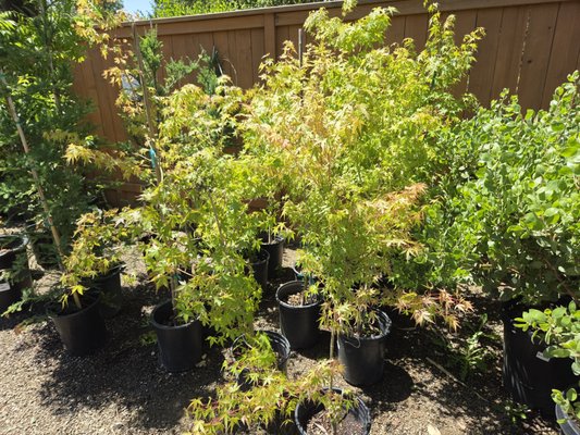 Trees - We carry a varitey of trees. Trees - We carry a varitey of trees.