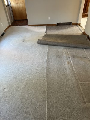 Lace in install + Sand & Finish - This floor was done mid 2022. Client had hardwood floors in bedrooms hiding under carpet, and they wanted matching hardwood in living & dining room. We species tested and sourced a close match to install that matched the bedrooms. We then sanded and finished the entire floor. Stained “Golden Oak” finished with a satin polyurethane. Lace in install + Sand & Finish - This floor was done mid 2022. Client had hardwood floors in bedrooms hiding under carpet, and they wanted matching hardwood in living & dining room. We species tested and sourced a close match to install that matched the bedrooms. We then sanded and finished the entire floor. Stained “Golden Oak” finished with a satin polyurethane.