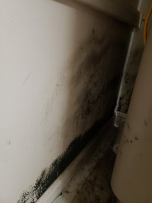 Mold Remediation - Mold in basement drywall, inside walls and in attics create health issues in homes that our team will remediate.