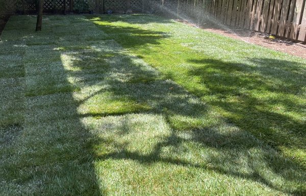 Before and after Sod Installation - This customer wanted sod installation in his backyard and sprinkler system added too. Before and after Sod Installation - This customer wanted sod installation in his backyard and sprinkler system added too.