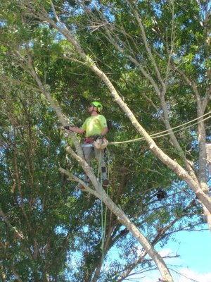 Tree Removals - These photos are of several projects removing dead trees, large trees in very small areas and removing hazardous and storm damaged trees. We specialize in complex projects that most companies shy away from. We have the equipment, knowledgeable staff and proper training to ensure that your project is handled in a safe and timely manner. Tree Removals - These photos are of several projects removing dead trees, large trees in very small areas and removing hazardous and storm damaged trees. We specialize in complex projects that most companies shy away from. We have the equipment, knowledgeable staff and proper training to ensure that your project is handled in a safe and timely manner.