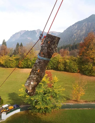 Tree Removal Services - Not sure if you should remove a tree from your property? JD Tree Service is here to help! We recommend removing trees if the tree has fallen, is at risk of falling, or poses a dangerous risk to your property. Other reasons to remove trees including property clearing and storm damage cleanup. Tree Removal Services - Not sure if you should remove a tree from your property? JD Tree Service is here to help! We recommend removing trees if the tree has fallen, is at risk of falling, or poses a dangerous risk to your property. Other reasons to remove trees including property clearing and storm damage cleanup.