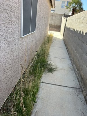 Weeding clean up - Significant weed problem cleaned up a a few hours