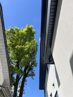 Safe & Effective Pruning Away from Roof - We recently pruned a large tree growing close to a client's roof with precision and care. Our skilled climber and team meticulously trimmed the branches, ensuring no damage to the roof.

Not stopping there, we also performed a thorough clean-up, leaving the area neat and ready for new growth.

Choose Central Valley Tree Service for safe, efficient tree pruning. Satisfaction guaranteed!