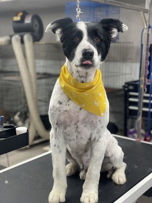 Full Groom and Bathe - We are a pet grooming facility located in the heart of cedar city Utah. We wash, dry and give pets
haircuts. Nails trims are included. Full Groom and Bathe - We are a pet grooming facility located in the heart of cedar city Utah. We wash, dry and give pets
haircuts. Nails trims are included.