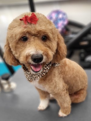 convenience at your door and on your schedule - it is convenient. stress-free on your furry friend. sanitary. Flexible shedule convenience at your door and on your schedule - it is convenient. stress-free on your furry friend. sanitary. Flexible shedule