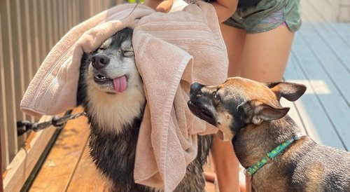 Basic Hygiene Package - Our core package. Includes a bath (with towel-dry), ear cleaning, nail trim, teeth brushing, and a 6-point wellness check.