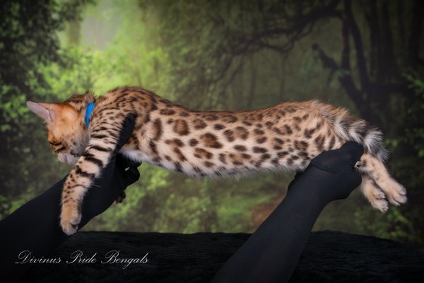 Bengal Kitten Profile Reference Photos - Sample profile view of our Bengal kittens.